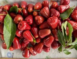 Tak Hanya Enak, Jambu Air Simpan Banyak Khasiat