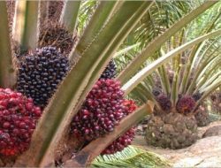 Mei 2024, Harga Referensi CPO dan Biji Kakao Menguat