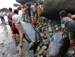 Perairan Alor NTT Digemparkan oleh Puluhan Paus Mati Terdampar