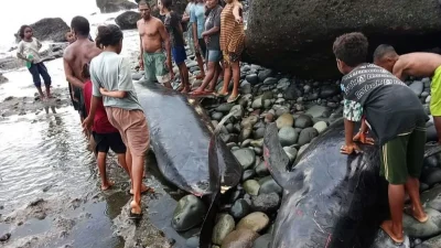 Perairan Alor NTT Digemparkan oleh Puluhan Paus Mati Terdampar