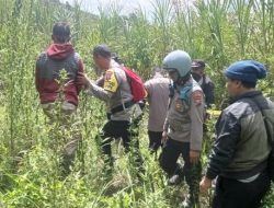 Penggerebekan di Lereng Semeru: Polisi Temukan Ladang Ganja