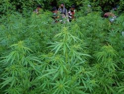 Peningkatan Penegakan Hukum: Penemuan Ladang Ganja di Taman Nasional Bromo Tengger Semeru