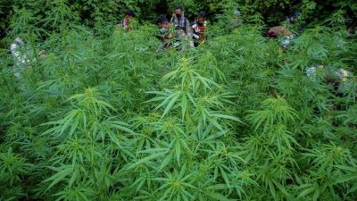 Peningkatan Penegakan Hukum: Penemuan Ladang Ganja di Taman Nasional Bromo Tengger Semeru