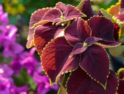 Sayur Bulunangko Manfaat untuk Masakan dan Juga Kesehatan