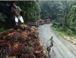 Harga TBS Sawit Riau Naik, Petani Siap Panen Keuntungan