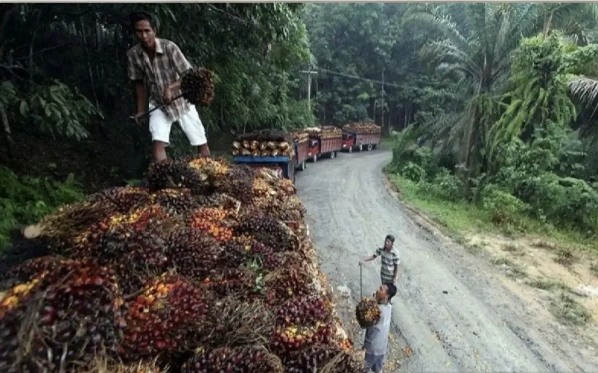 Harga TBS Sawit Riau Naik, Petani Siap Panen Keuntungan