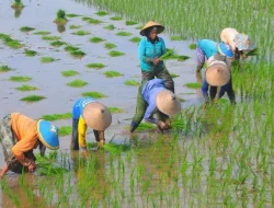 Optimalkan Pembiayaan, Dorong Ketahanan Pangan dan Pertanian Desa
