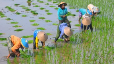Optimalkan Pembiayaan, Dorong Ketahanan Pangan dan Pertanian Desa