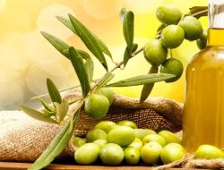 Zaitun: Buah Berkah dalam Al-Qur’an dan Kesehatan