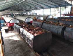 Solusi Defisit Biodiesel: Indonesia Butuh 9 Pabrik Baru