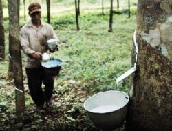 Petani Karet Raih Untung Besar Berkat Pasar Lelang