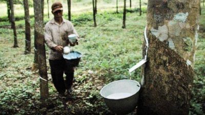 Petani Karet Raih Untung Besar Berkat Pasar Lelang