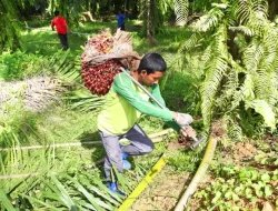 Lonjakan Harga TBS Sawit Dorong Kesejahteraan Petani