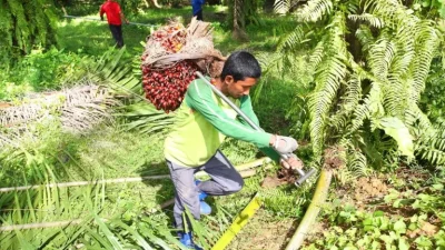 Lonjakan Harga TBS Sawit Dorong Kesejahteraan Petani