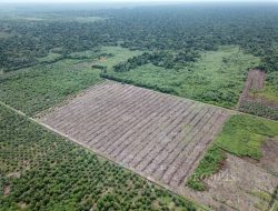 67 Tahun Perkebunan Indonesia, di Tengah Ancaman Perubahan Iklim