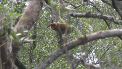 Menjaga Rimbun Mangrove Kalimantan untuk Rumah Bekantan