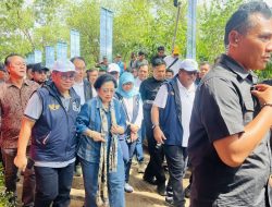Megawati dan Pramono Anung Tanam Mangrove di Hutan Lindung Angke Kapuk