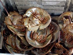 1.519 Belangkas Gagal di Selundupkan Oleh Bea Cukai Teluk Nibung