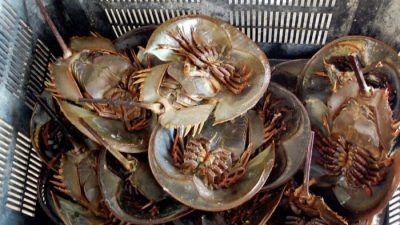 Ilustrasi - belangkas