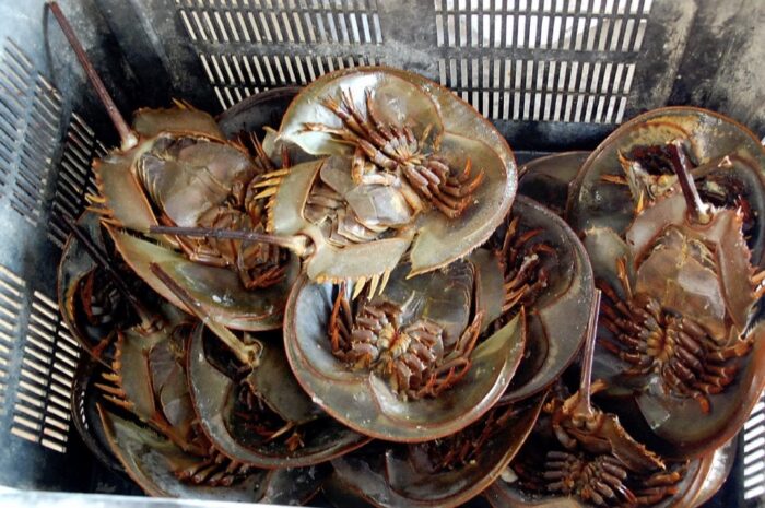 Ilustrasi - belangkas