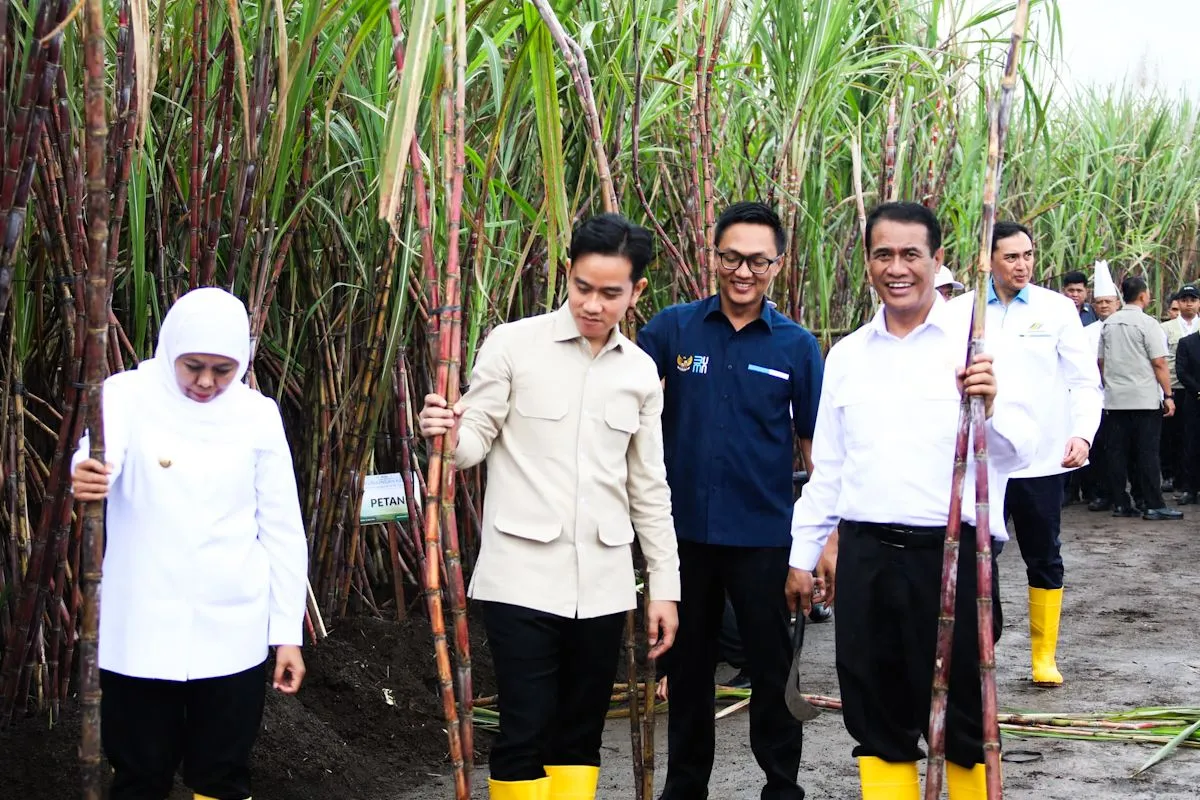 Wapres Gibran Kunjungi Kebun Tebu Banyuwangi, Panen Raya dan Penanaman Didampingi Mentan