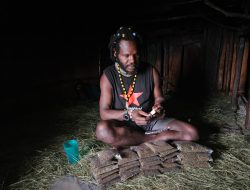 Keponakan Egianus Kogoya Tewas Ditembak, Satgas Damai Cartenz Bongkar Kebun Ganja KKB