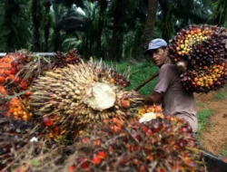 SPKS Minta Pemerintah Tidak Jadikan Petani Sawit sebagai Target Penertiban Kawasan Hutan