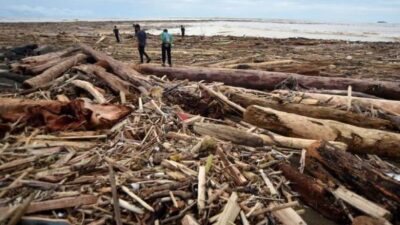 Kemenhut Ambil Sampel Kayu Banjir Sumatra, Ada Jejak Gergaji Mesin