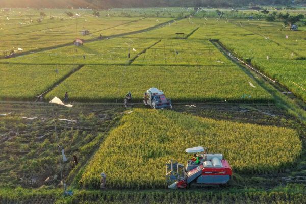Ancaman Global Meningkat, Indonesia Optimis Jadi Lumbung Pangan Dunia