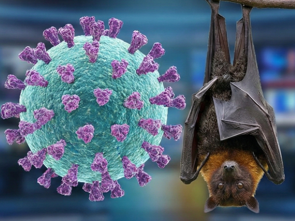 Waspada Virus Nipah, IDAI Ingatkan Anak Tak Makan Buah Bekas Gigitan Kelelawar
