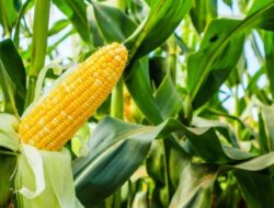 Produksi Jagung 2025 Naik 6,44 Persen, BPS Catat Tambahan Hampir 1 Juta Ton