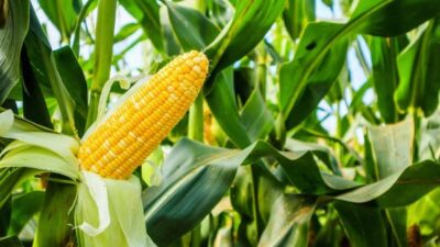 Produksi Jagung 2025 Naik 6,44 Persen, BPS Catat Tambahan Hampir 1 Juta Ton