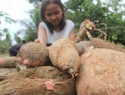 DPR Usulkan Singkong Jadi Komoditas Strategis dalam RUU