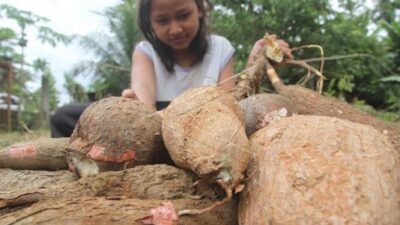 DPR Usulkan Singkong Jadi Komoditas Strategis dalam RUU