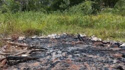 Konflik Tanah Adat di Merauke Memanas, Solidaritas Merauke Desak Pemerintah Turun Tangan