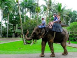 Resmi Dilarang, Atraksi Gajah Tunggang Tak Boleh Lagi di Seluruh Indonesia