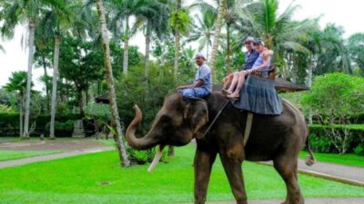 Resmi Dilarang, Atraksi Gajah Tunggang Tak Boleh Lagi di Seluruh Indonesia