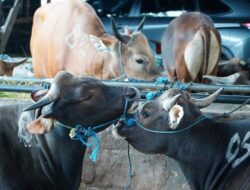 Jelang Ramadhan dan Idulfitri 2026, Pengawasan Harga Sapi Hidup di RPH Diperketat