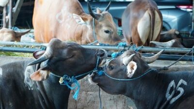 Jelang Ramadhan dan Idulfitri 2026, Pengawasan Harga Sapi Hidup di RPH Diperketat
