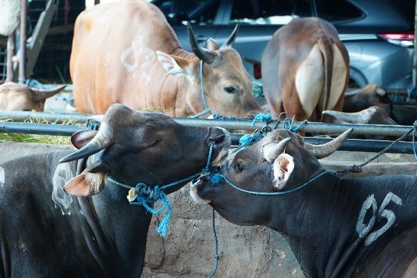 Jelang Ramadhan dan Idulfitri 2026, Pengawasan Harga Sapi Hidup di RPH Diperketat