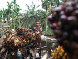 Pemerintah Perkuat Standar ISPO untuk Dorong Industri Sawit Berkelanjutan