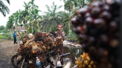 Pemerintah Perkuat Standar ISPO untuk Dorong Industri Sawit Berkelanjutan