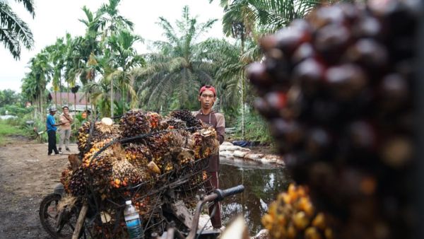 Pemerintah Perkuat Standar ISPO untuk Dorong Industri Sawit Berkelanjutan