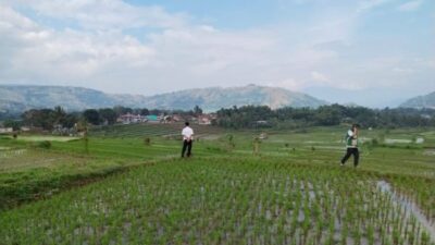 Antisipasi Kemarau Panjang, Pemerintah Amankan Produksi Padi di Jawa Barat