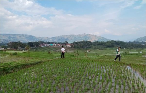 Antisipasi Kemarau Panjang, Pemerintah Amankan Produksi Padi di Jawa Barat