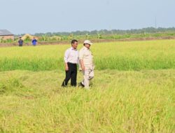 Hadapi El Nino, Mentan Amran Pastikan Stok Pangan Nasional Aman hingga 11 Bulan