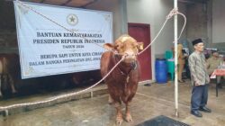 Istana Tanggapi Polemik 1.098 Sapi Kurban Prabowo dari APBN