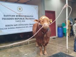 Istana Tanggapi Polemik 1.098 Sapi Kurban Prabowo dari APBN