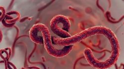 WHO Umumkan Darurat Ebola, Kemenkes Tingkatkan Kewaspadaan Nasional