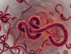 WHO Umumkan Darurat Ebola, Kemenkes Tingkatkan Kewaspadaan Nasional